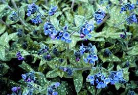 Attēlu rezultāti vaicājumam “Pulmonaria obscura flower”