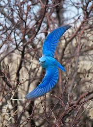 Attēlu rezultāti vaicājumam “Passeriformes”