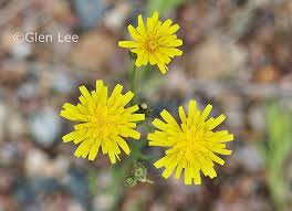 Attēlu rezultāti vaicājumam “Crepis tectorum flower”