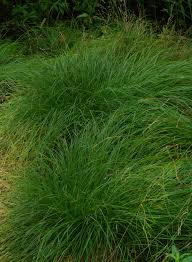 Attēlu rezultāti vaicājumam “Carex remota”