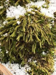 Attēlu rezultāti vaicājumam “Platygyrium repens”