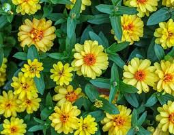 Image result for Sanvitalia procumbens
