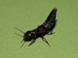 Attēlu rezultāti vaicājumam “Meloe sp. imago”