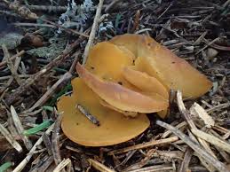 Attēlu rezultāti vaicājumam “Fuligo leviderma macro”