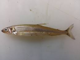 Image result for Osmerus mordax