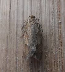 Attēlu rezultāti vaicājumam “Diurnea lipsiella male”