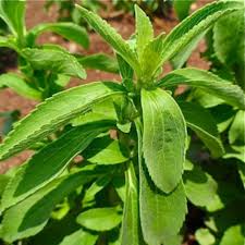 Image result for Stevia rebaudiana