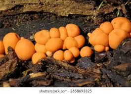 Attēlu rezultāti vaicājumam “Lycogala conicum spores”