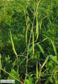 Attēlu rezultāti vaicājumam “Raphanus raphanistrum fruit”