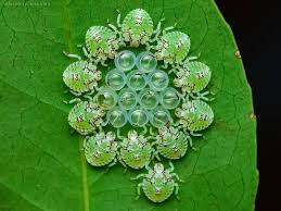 Attēlu rezultāti vaicājumam “Pentatomidae eggs”
