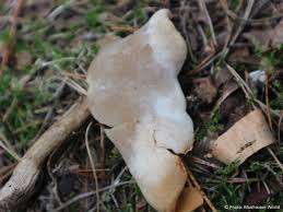 Attēlu rezultāti vaicājumam “Peziza repanda”