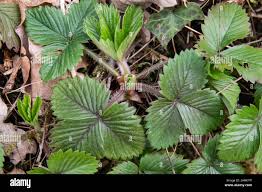 Attēlu rezultāti vaicājumam “Fragaria vesca leaf”