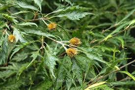 Attēlu rezultāti vaicājumam “Fagus sylvatica flower”