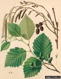 Attēlu rezultāti vaicājumam “Alnus incana leaf”