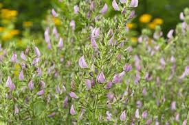 Attēlu rezultāti vaicājumam “Ononis arvensis”