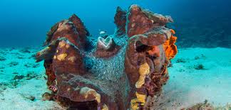 Image result for tridacna