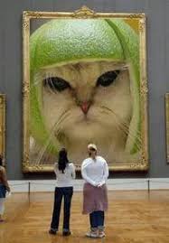 Image result for limecat