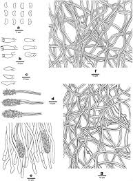 Attēlu rezultāti vaicājumam “Junghuhnia pseudozilingiana”