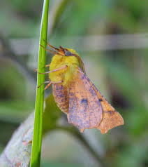 Attēlu rezultāti vaicājumam “Ennomos alniaria”