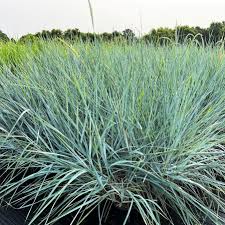 Attēlu rezultāti vaicājumam “Leymus arenarius”