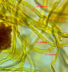 Attēlu rezultāti vaicājumam “Badhamiopsis macrospora macro”