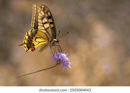 Attēlu rezultāti vaicājumam “Papilio machaon underside”