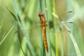 Attēlu rezultāti vaicājumam “Odonata”