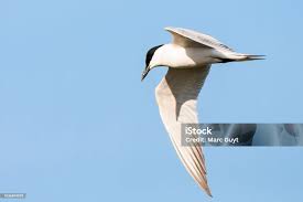 Image result for Gelochelidon nilotica