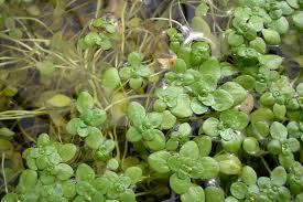 Attēlu rezultāti vaicājumam “Callitrichaceae”