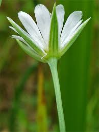 Attēlu rezultāti vaicājumam “Stellaria palustris leaf”