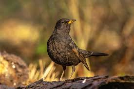 Attēlu rezultāti vaicājumam “Turdus merula male”