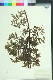 Attēlu rezultāti vaicājumam “Lathyrus niger”