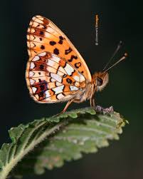Attēlu rezultāti vaicājumam “Lopinga achine underside”