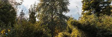 Attēlu rezultāti vaicājumam “Populus x canescens”