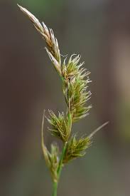 Attēlu rezultāti vaicājumam “Carex arenaria  flower”