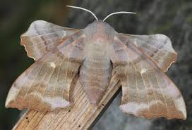 Attēlu rezultāti vaicājumam “Adaina microdactyla”