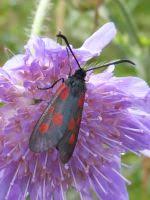 Attēlu rezultāti vaicājumam “Zygaena viciae”