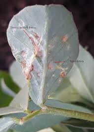 Attēlu rezultāti vaicājumam “Arenaria procera leaf”