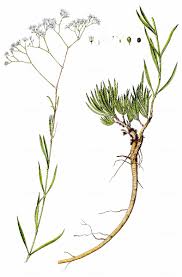 Attēlu rezultāti vaicājumam “Gypsophila fastigiata leaf”