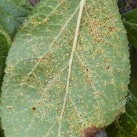 Attēlu rezultāti vaicājumam “Tranzschelia pruni-spinosae spores”