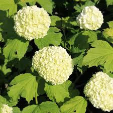 Attēlu rezultāti vaicājumam “Viburnum opulus”