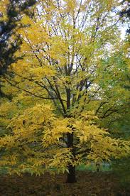 Attēlu rezultāti vaicājumam “Fraxinus pennsylvanica male flower”
