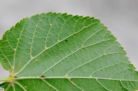 Attēlu rezultāti vaicājumam “Tilia platyphyllos subsp. cordifolia”