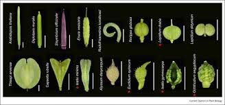 Attēlu rezultāti vaicājumam “Diplotaxis muralis fruit”