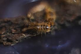 Attēlu rezultāti vaicājumam “Diderma tigrinum young”