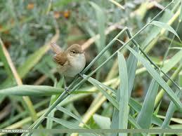 Attēlu rezultāti vaicājumam “Acrocephalus dumetorum”