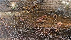 Attēlu rezultāti vaicājumam “Lindbladia tubulina spores”