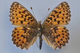Attēlu rezultāti vaicājumam “Boloria aquilonaris upperside”