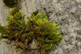 Attēlu rezultāti vaicājumam “Orthotrichum speciosum sporophyte”