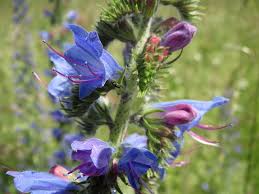Attēlu rezultāti vaicājumam “Echium vulgare flower”